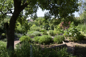 дърво в билковата градина на AniSeed