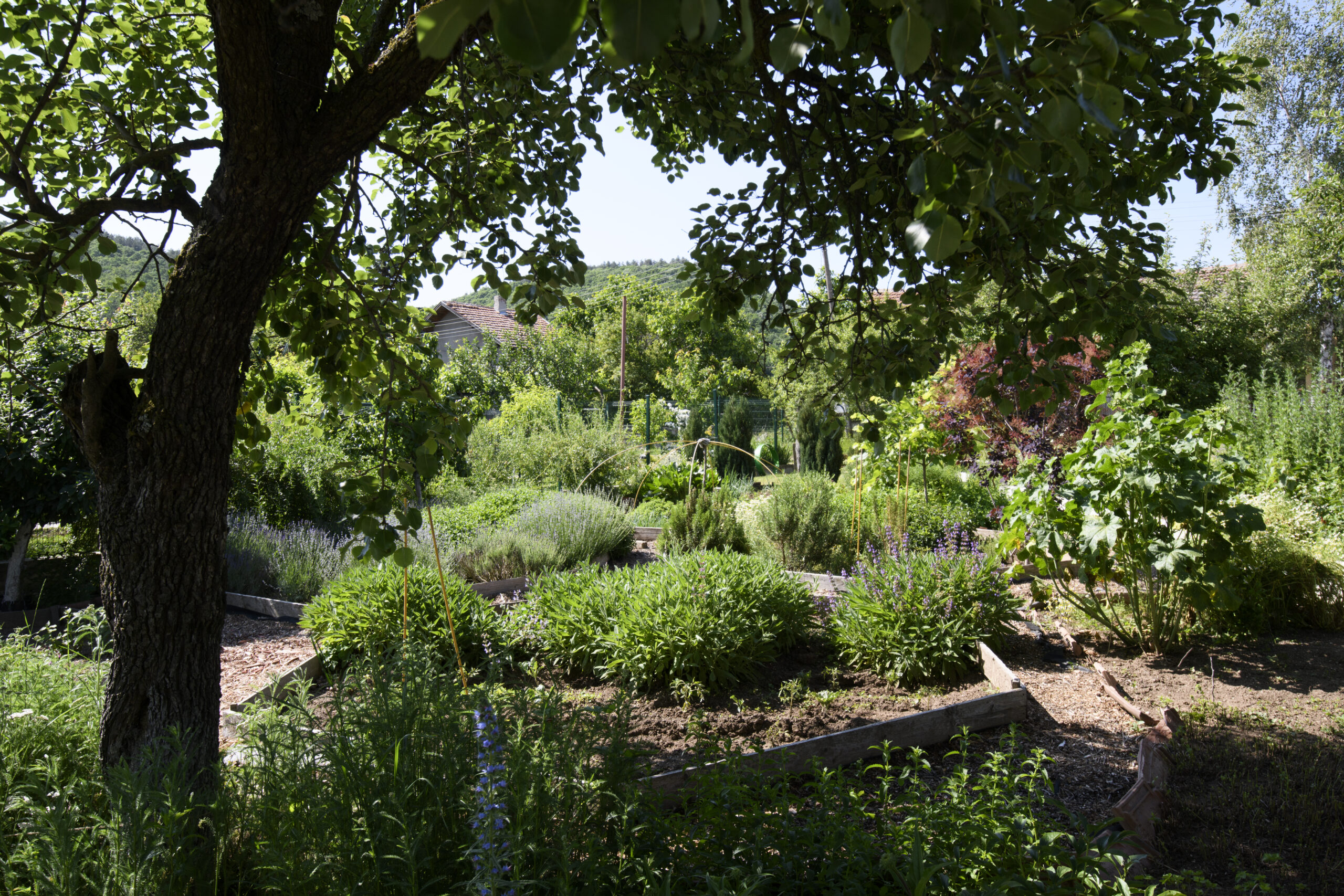 дърво в билковата градина на AniSeed