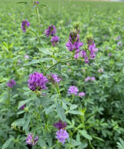 люцерна (Medicago sativa)