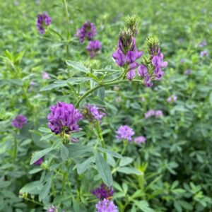 люцерна (Medicago sativa)