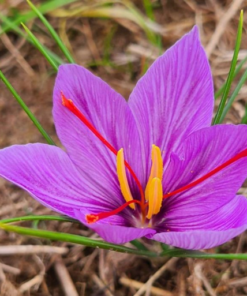Шафранов минзухар (Crocus sativus)
