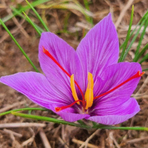 Шафранов минзухар (Crocus sativus)