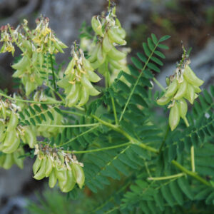 Astragalus