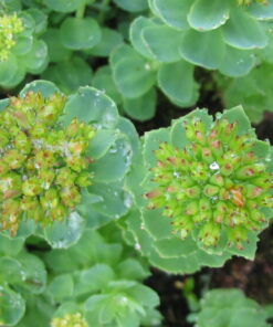Rhodiola rosea