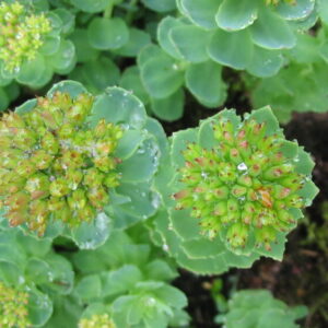 Rhodiola rosea