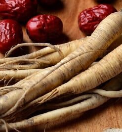 panax gingseng