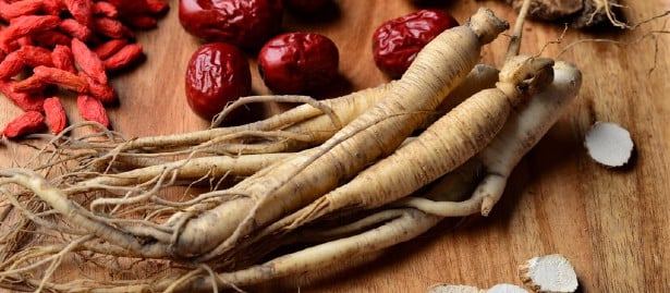 panax gingseng
