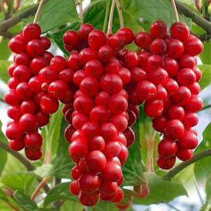 Шизандра (Schisandra chinensis)