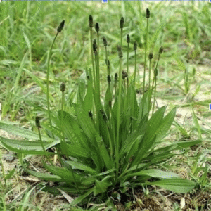 Живовляк / Plantago