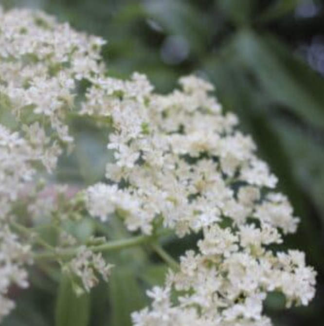 цвят от бъз / sambuci flos